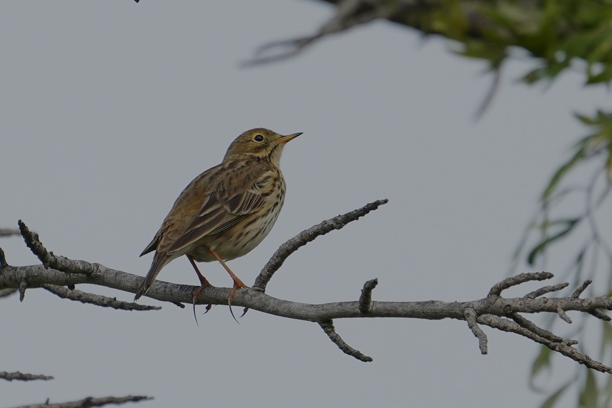 Meadow Pipit - ML516509071