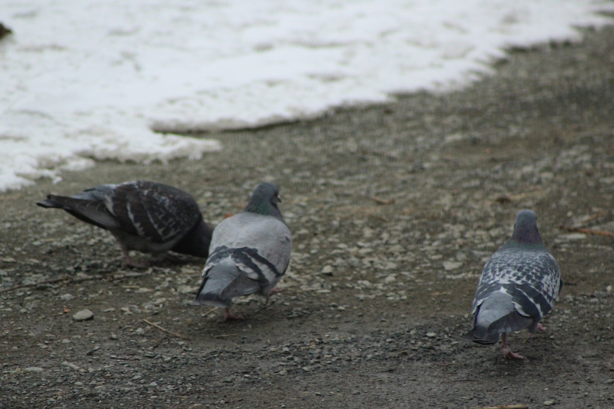 Rock Pigeon (Feral Pigeon) - ML51650911