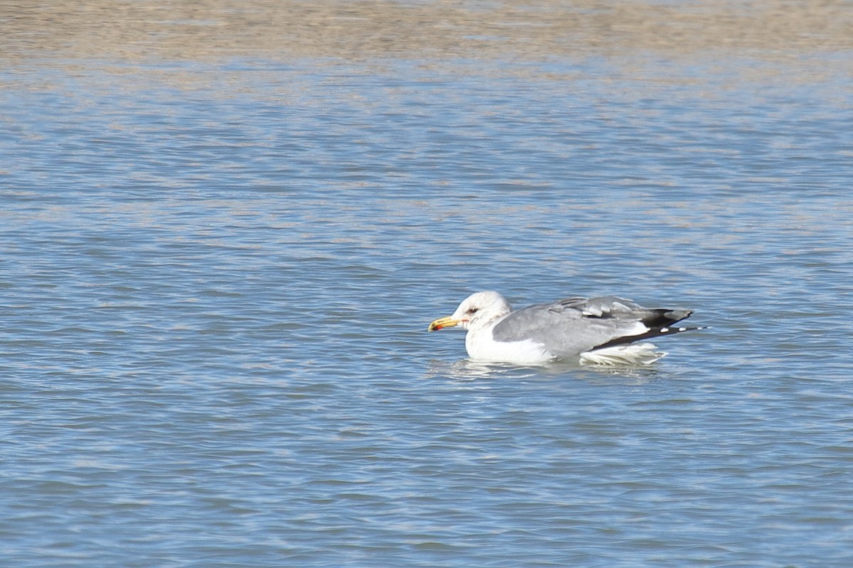 California Gull - ML516509931