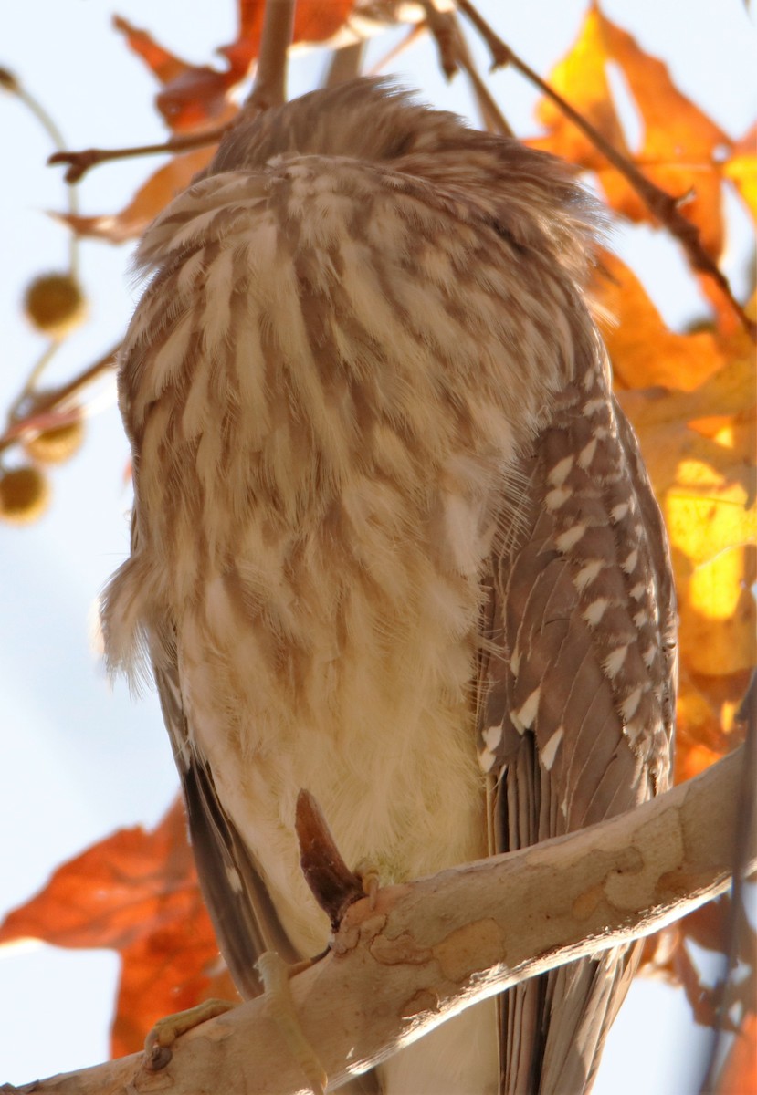 Black-crowned Night Heron - ML516512441