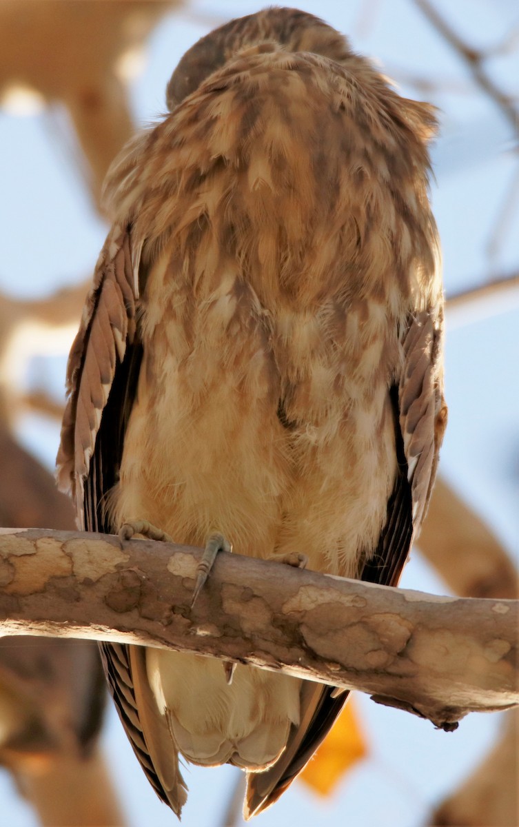 Black-crowned Night Heron - ML516512451