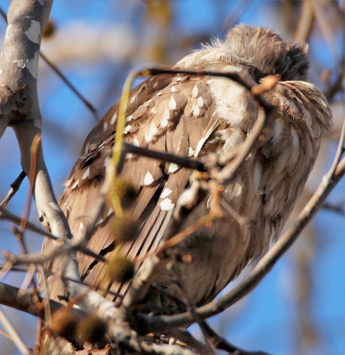 Black-crowned Night Heron - ML516512461