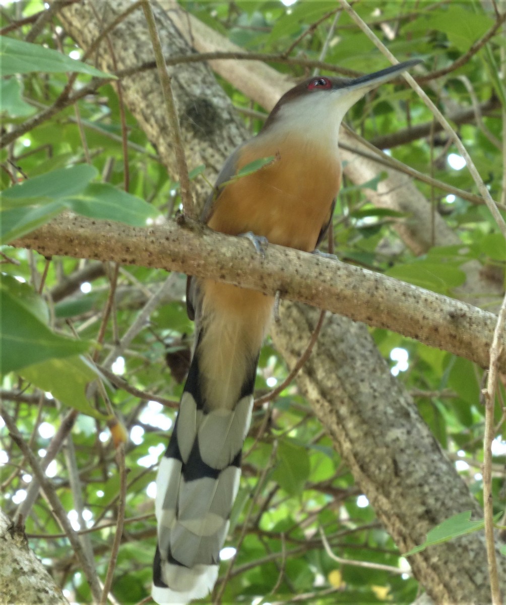 Jamaican Lizard-Cuckoo - ML516513121