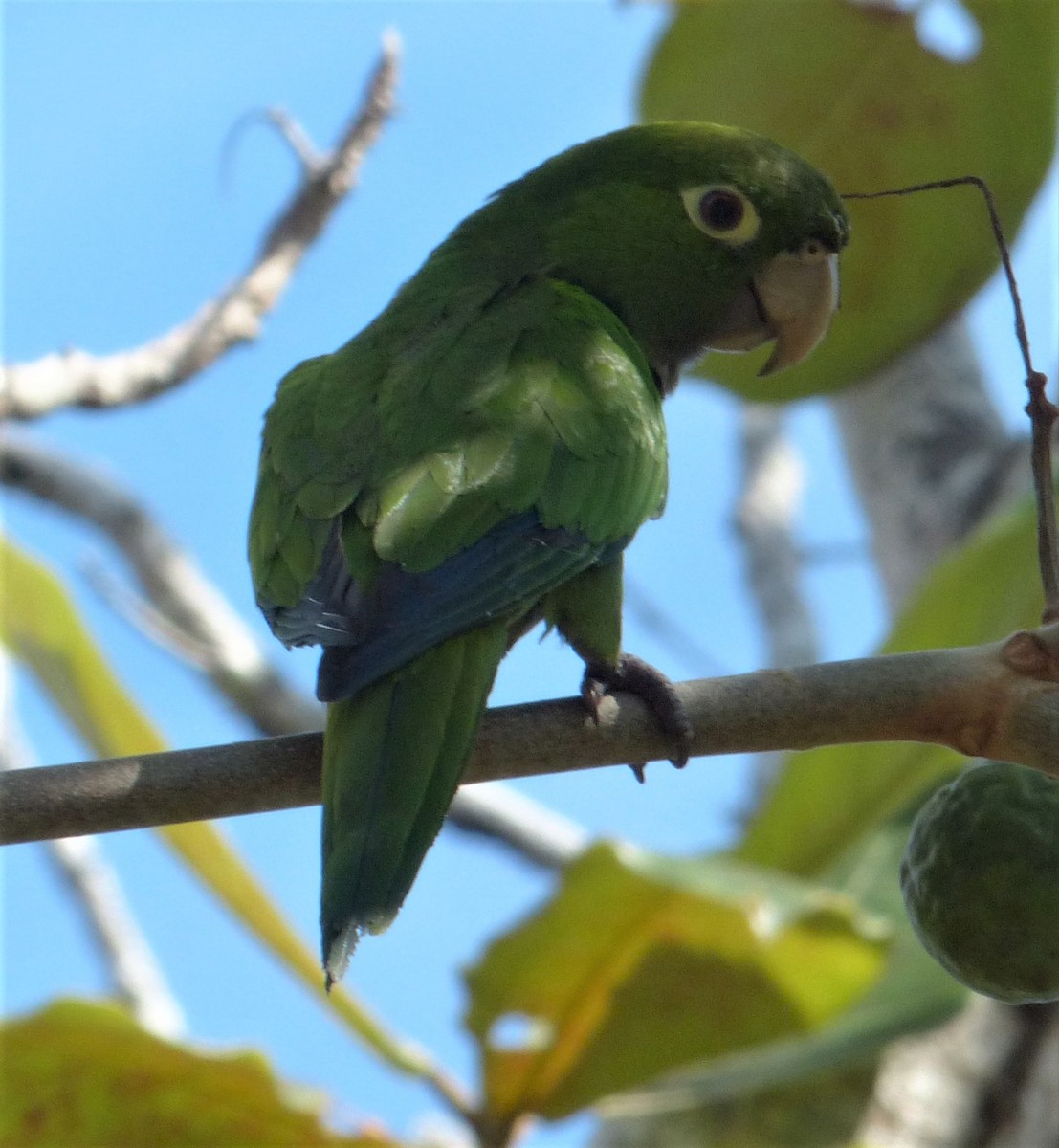 Olive-throated Parakeet - ML516513271