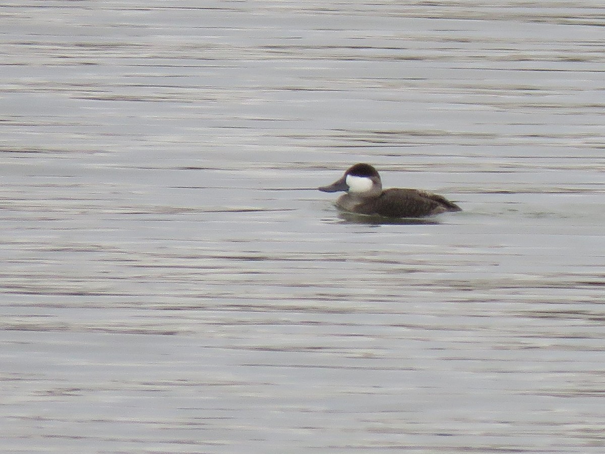 Ruddy Duck - ML516513351