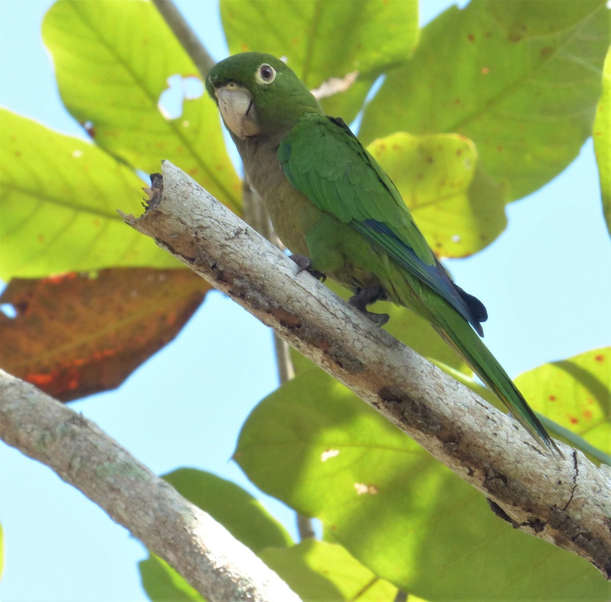 Olive-throated Parakeet - ML516513361