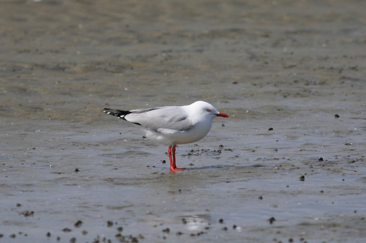 Silver Gull (Red-billed) - Kerry Ross