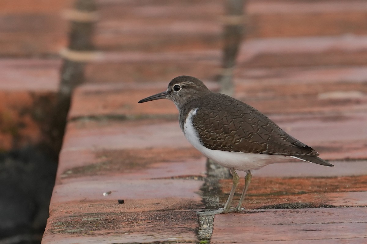 Common Sandpiper - ML516514681