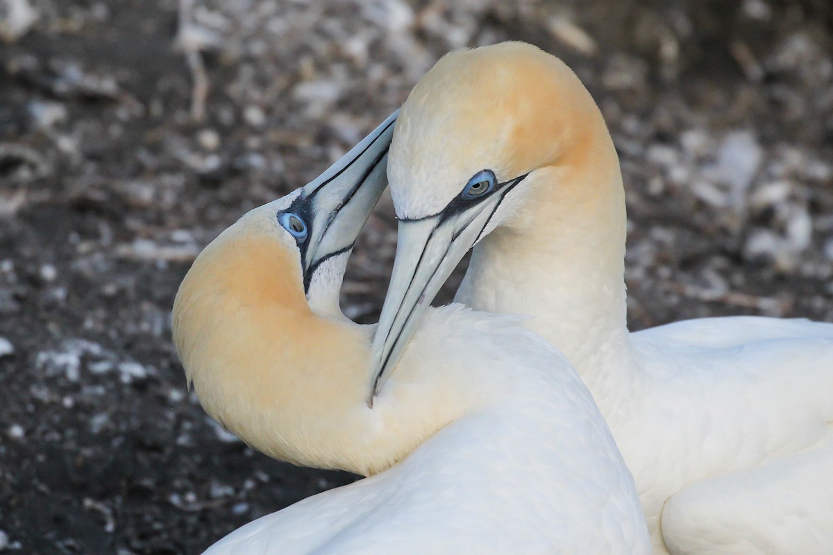 Australasian Gannet - ML516514981