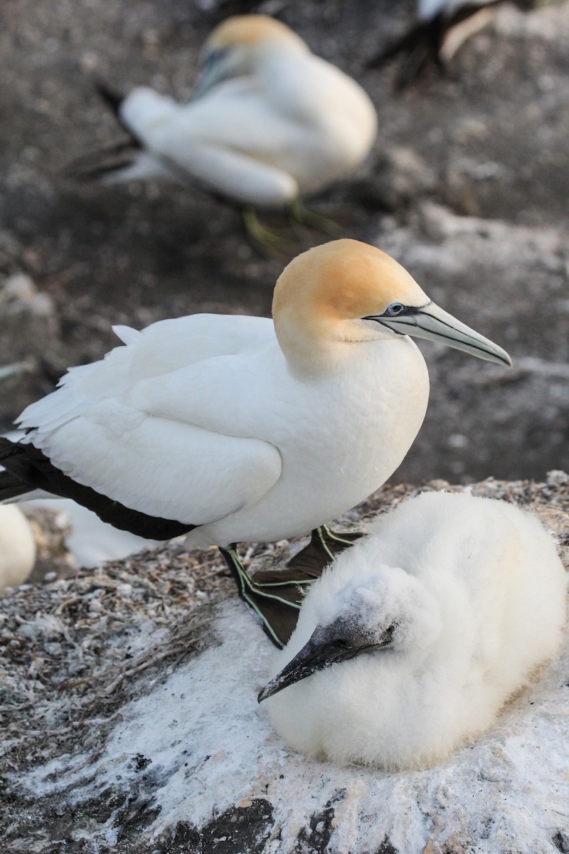 Australasian Gannet - ML516515041