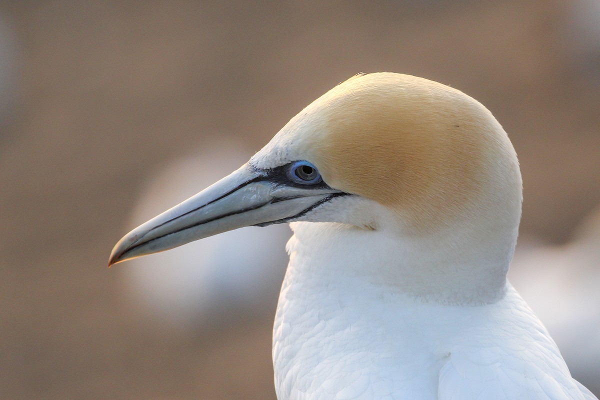 Australasian Gannet - ML516515051