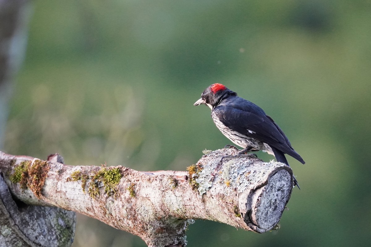 Acorn Woodpecker - Ivan Castrillón