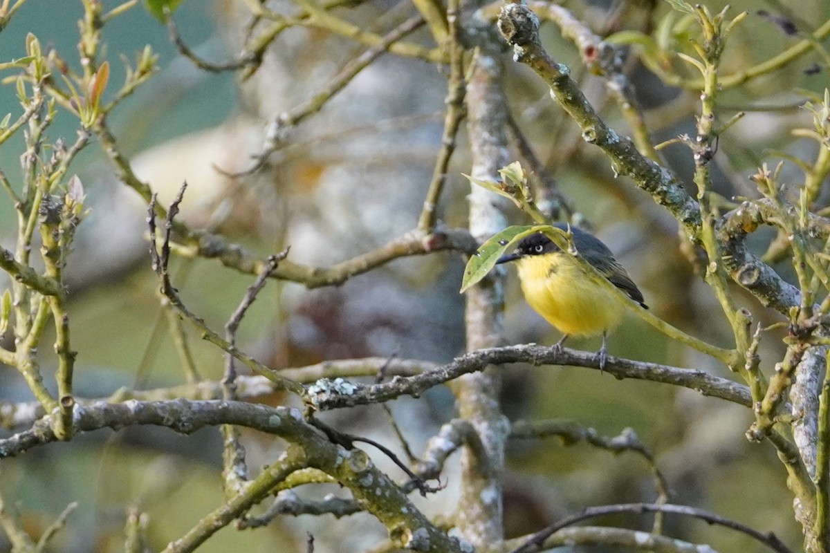 Common Tody-Flycatcher - ML516516681