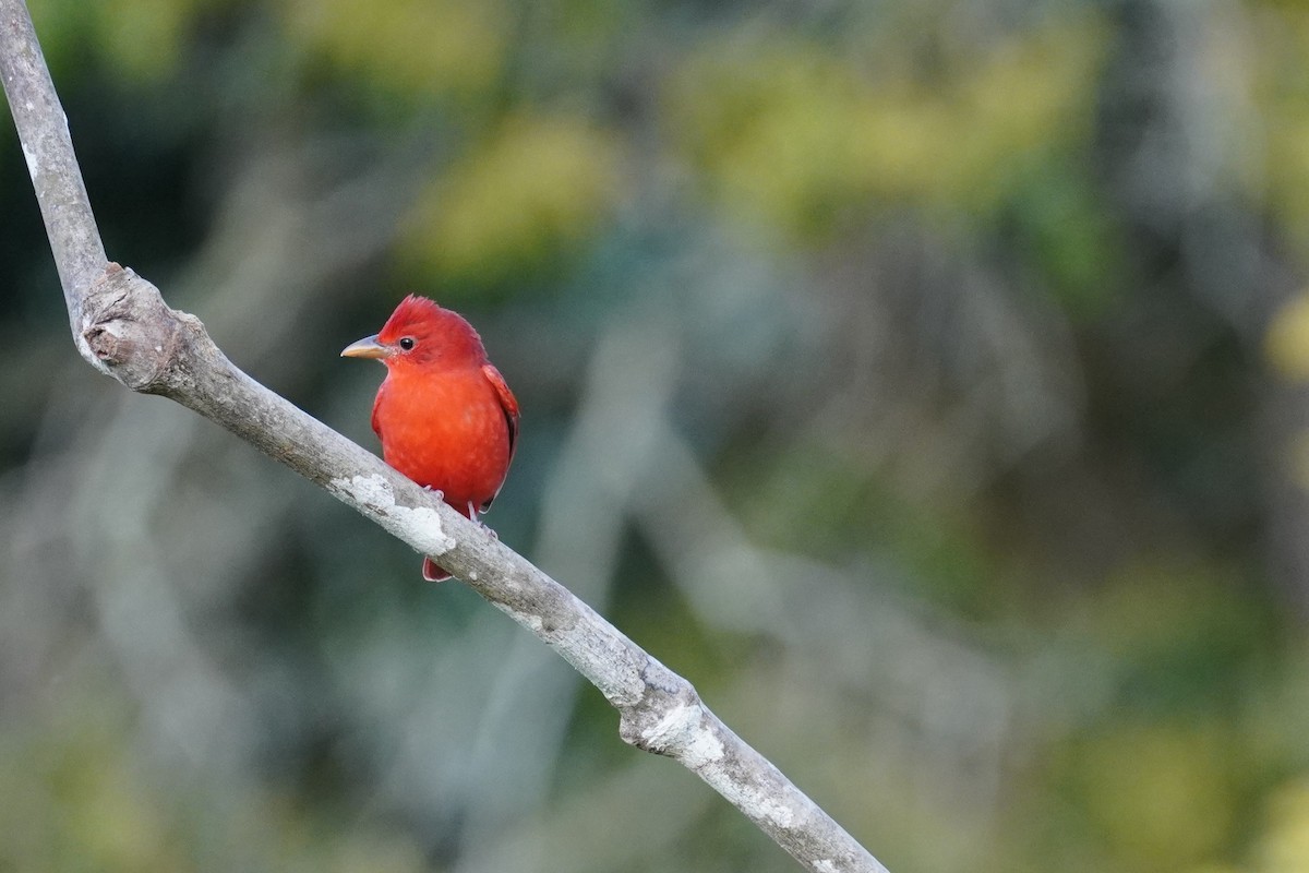 Summer Tanager - Ivan Castrillón