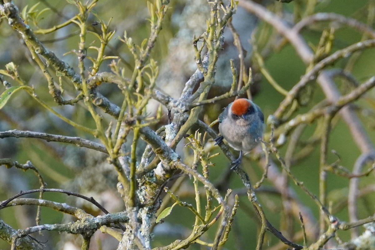 Scrub Tanager - ML516516771