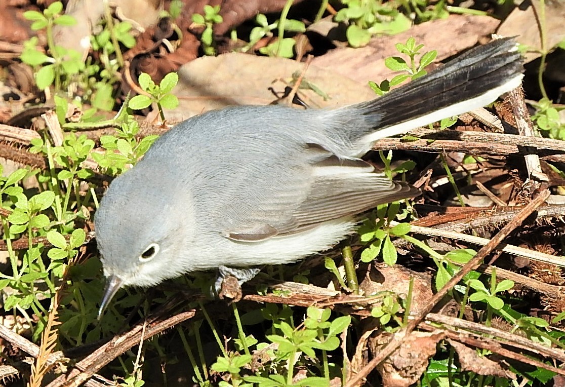 Gobemoucheron gris-bleu - ML516517631