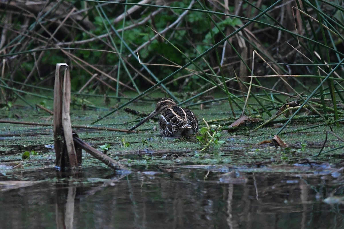 Common Snipe - ML516517961