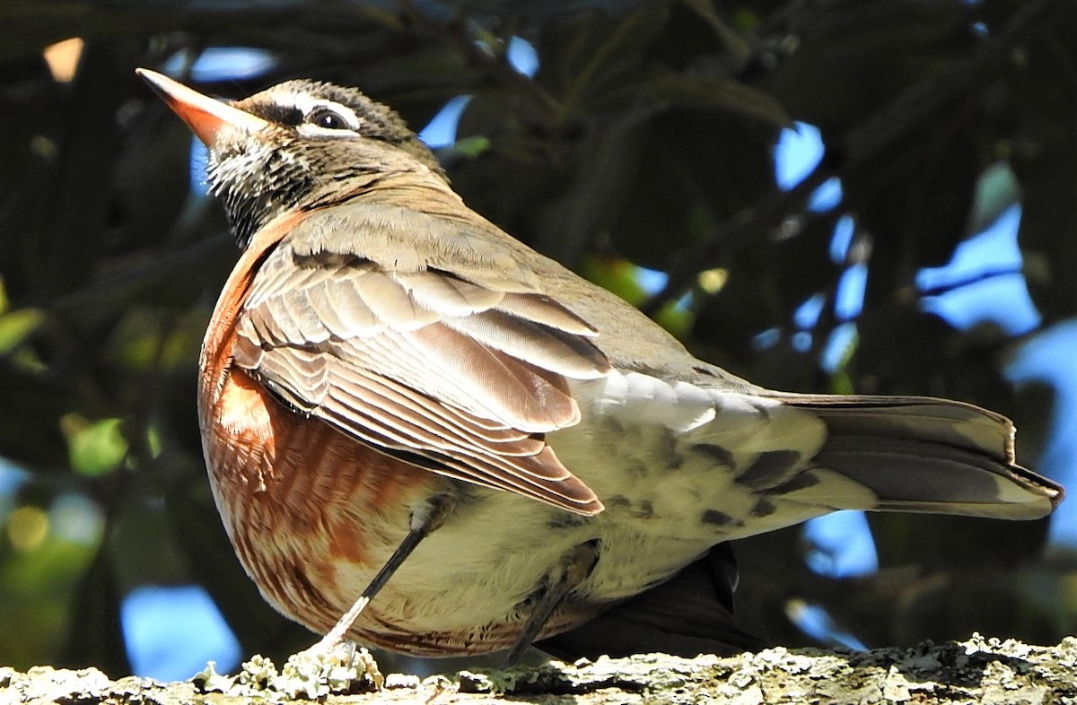 American Robin - ML516519231