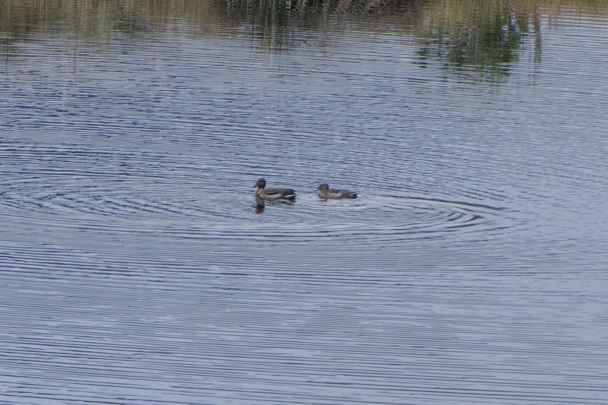 Andean Teal (Andean) - ML516520441