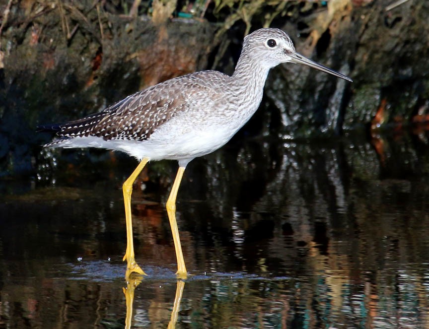 Greater Yellowlegs - Mark Dennis