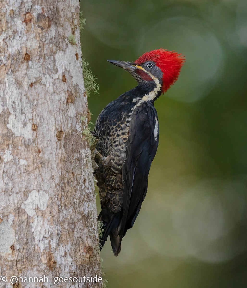 Pileated Woodpecker - ML516522171