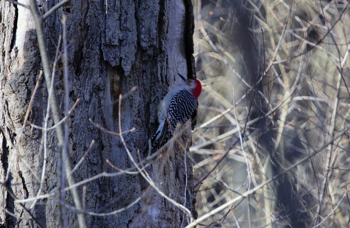 Red-bellied Woodpecker - Nancy Posey