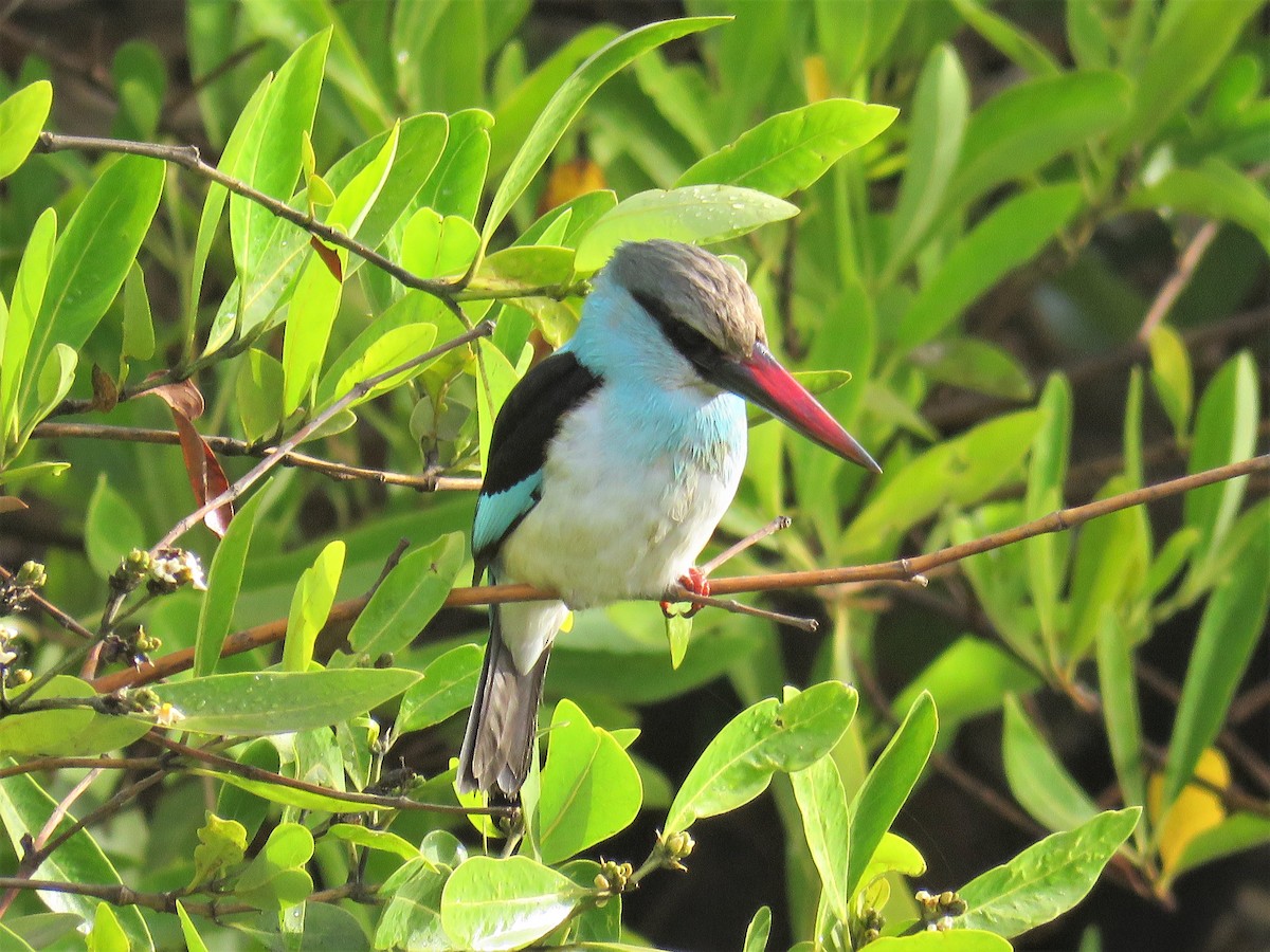 Blue-breasted Kingfisher - ML51652221