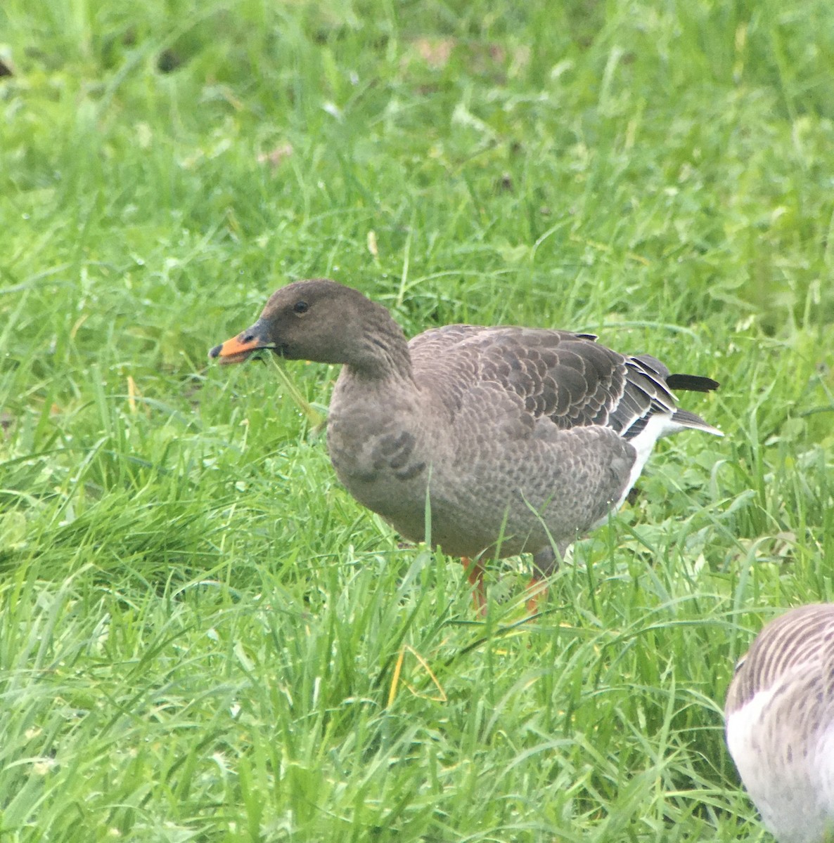 Tundra Bean-Goose - Patrick Mächler