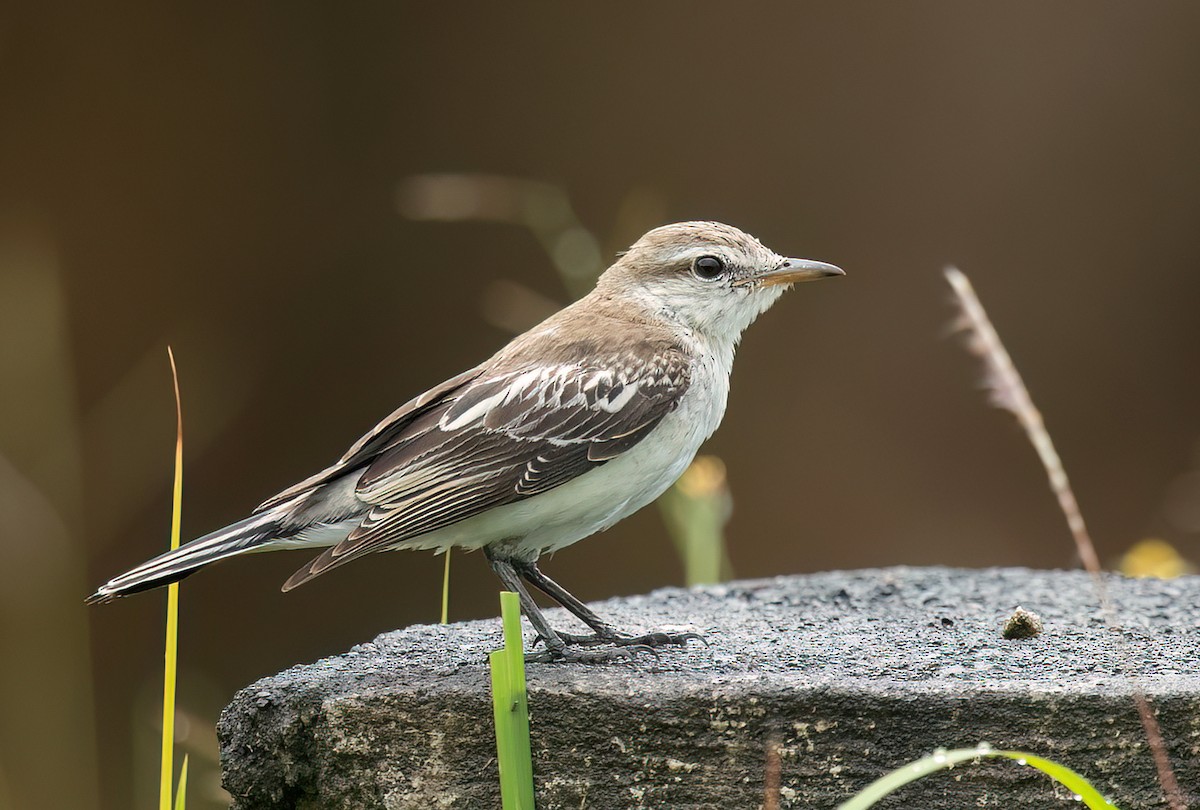 White-shouldered Triller - ML516523161
