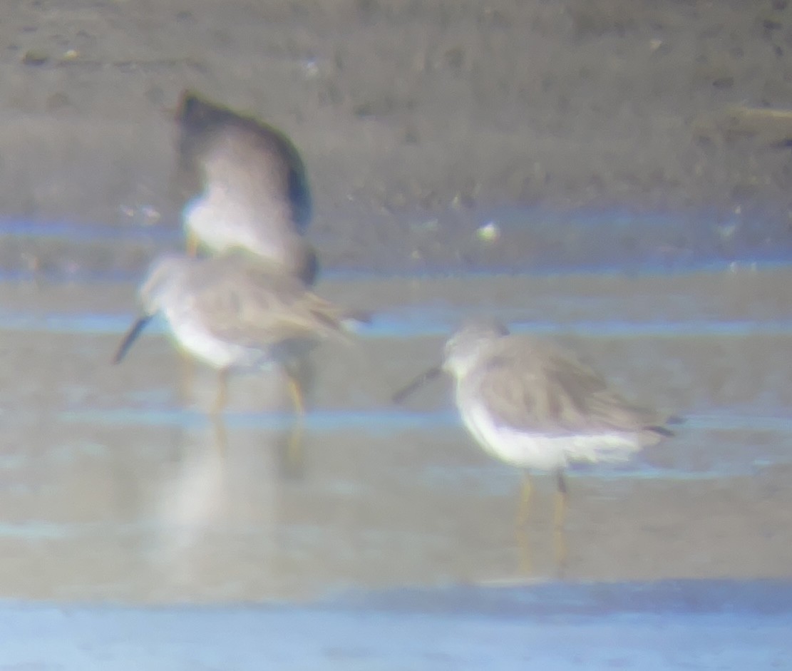 Stilt Sandpiper - ML516523291