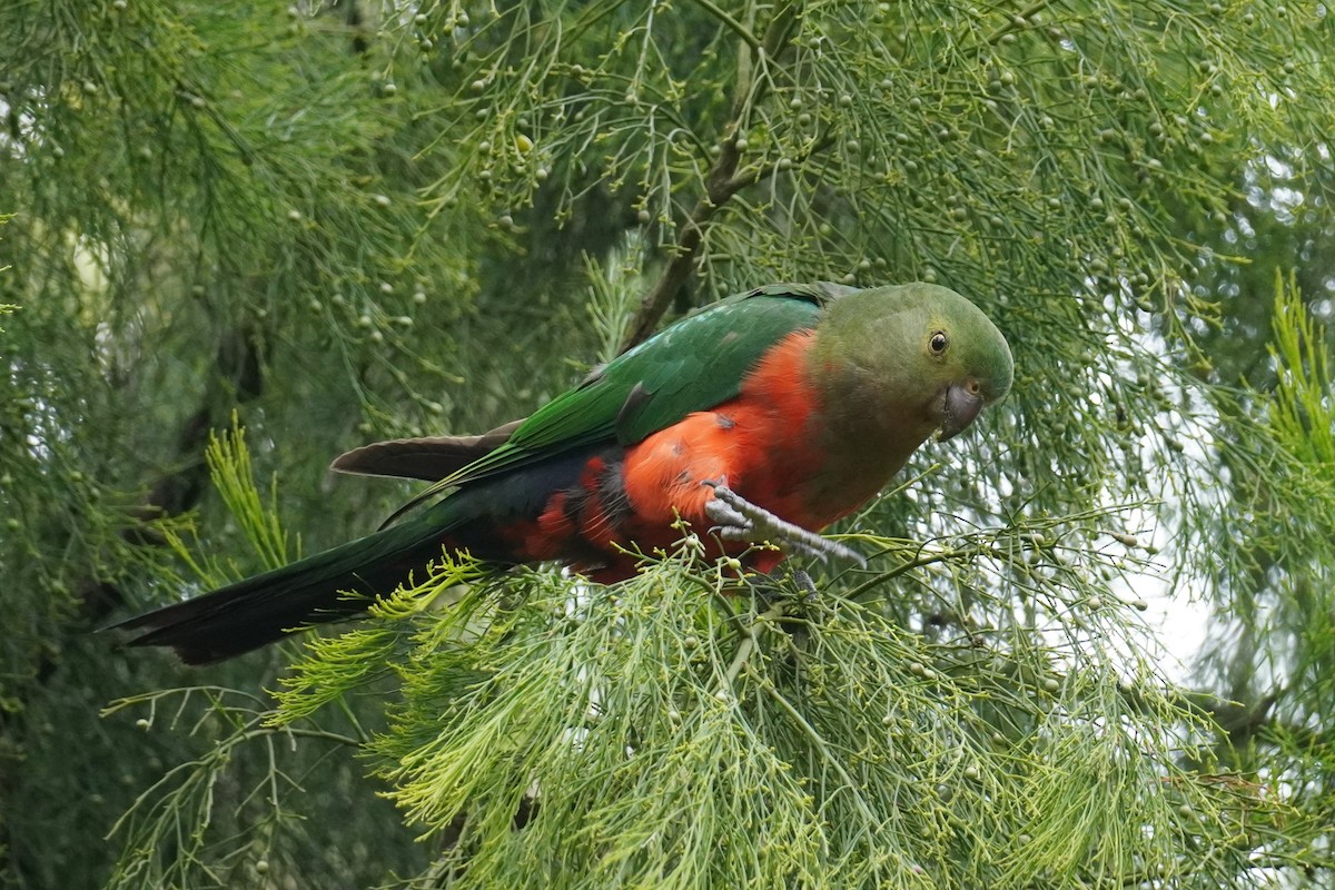 Australian King-Parrot - Ellany Whelan