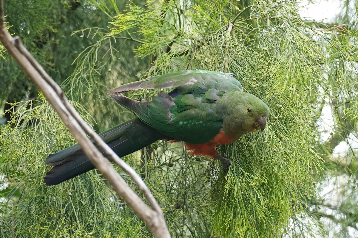 Australian King-Parrot - ML516524091