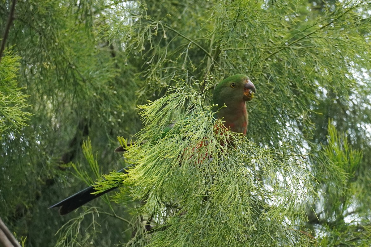 Australian King-Parrot - ML516524101