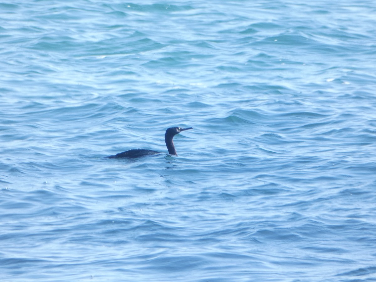 Pelagic Cormorant - ML516524231