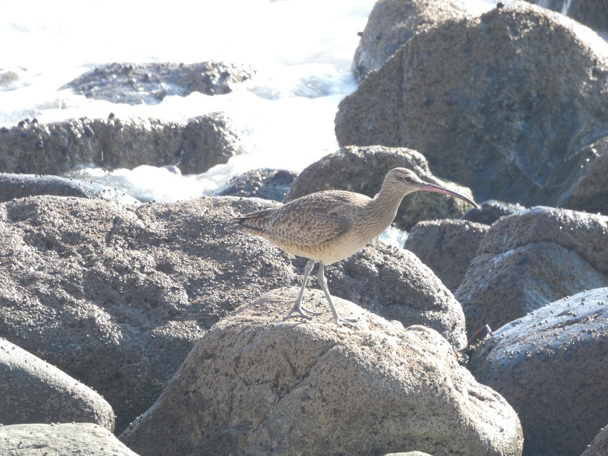 Whimbrel - Keneth Howard Jr