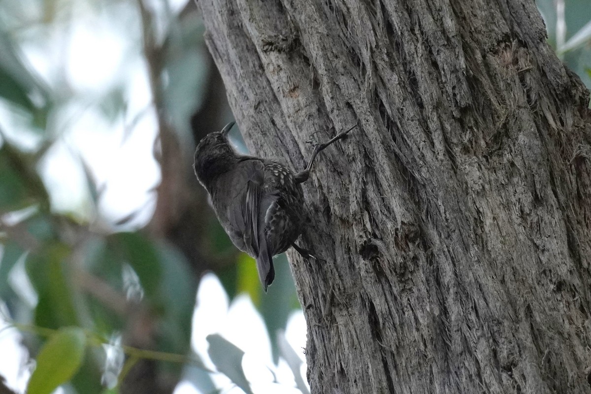 White-throated Treecreeper - ML516525821