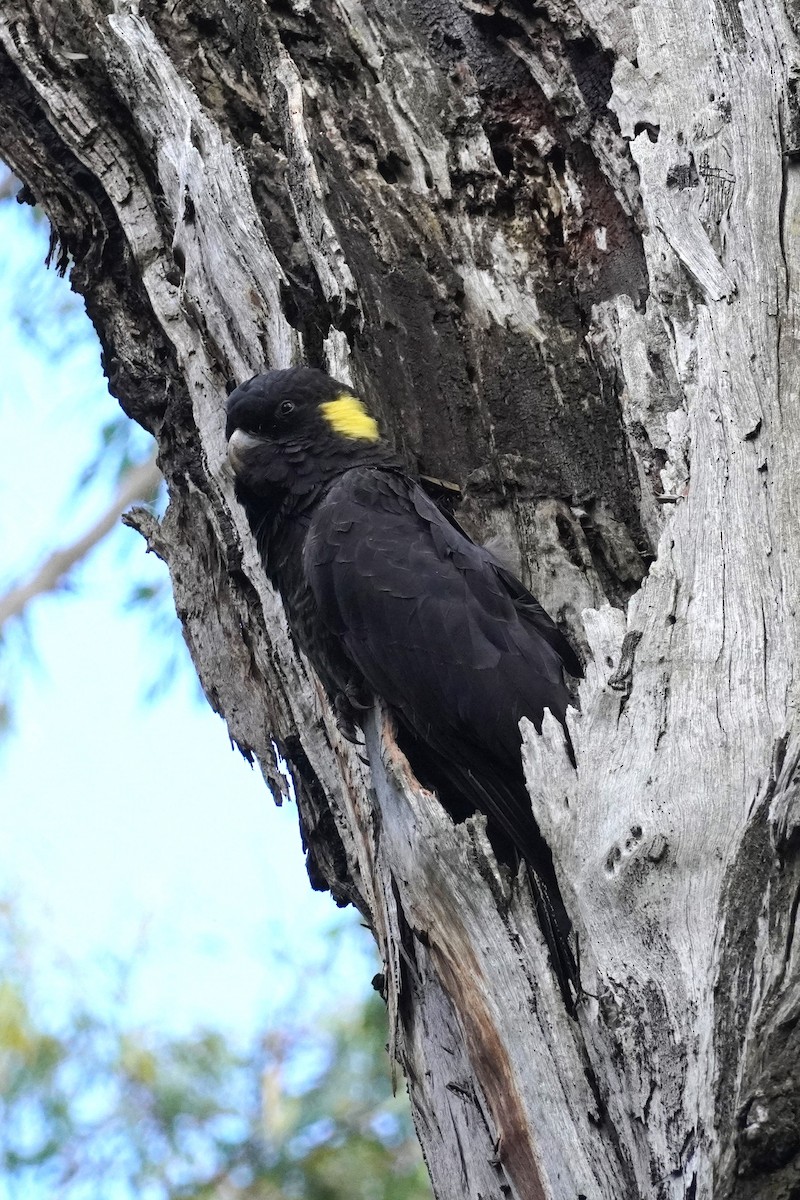 Yellow-tailed Black-Cockatoo - ML516526281