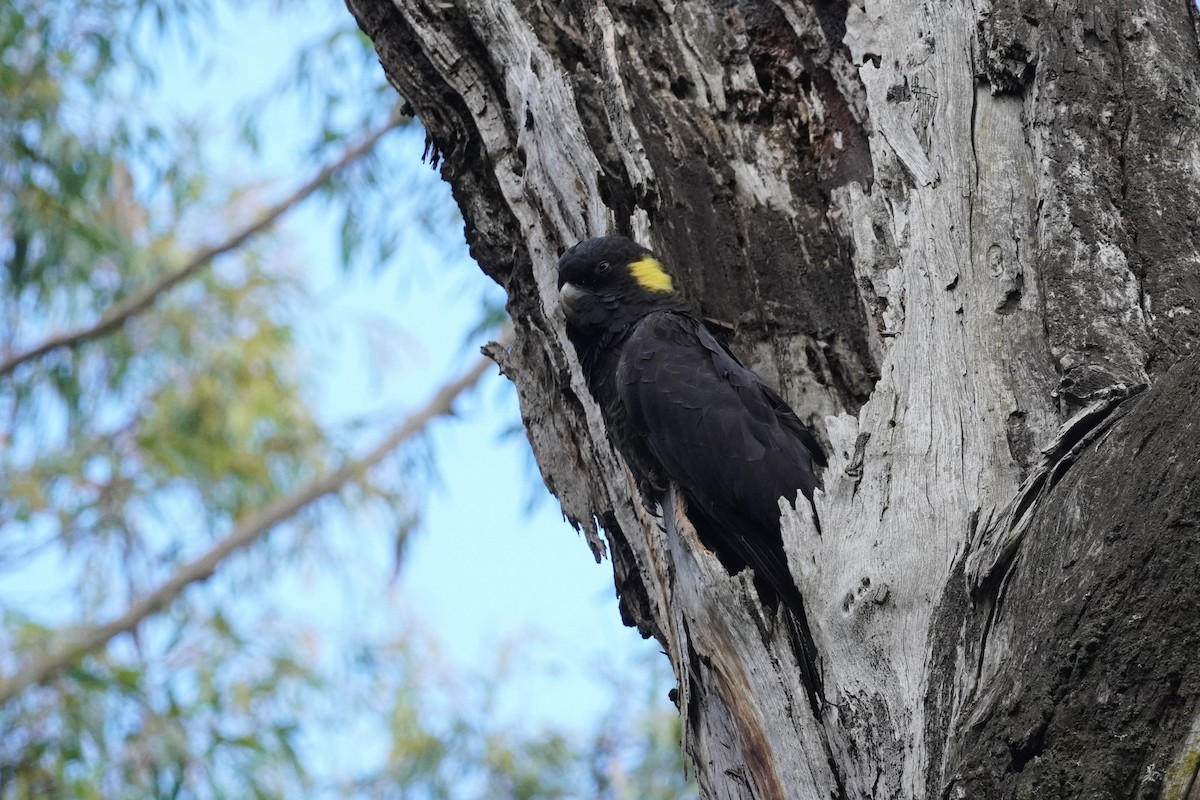 Yellow-tailed Black-Cockatoo - ML516526291
