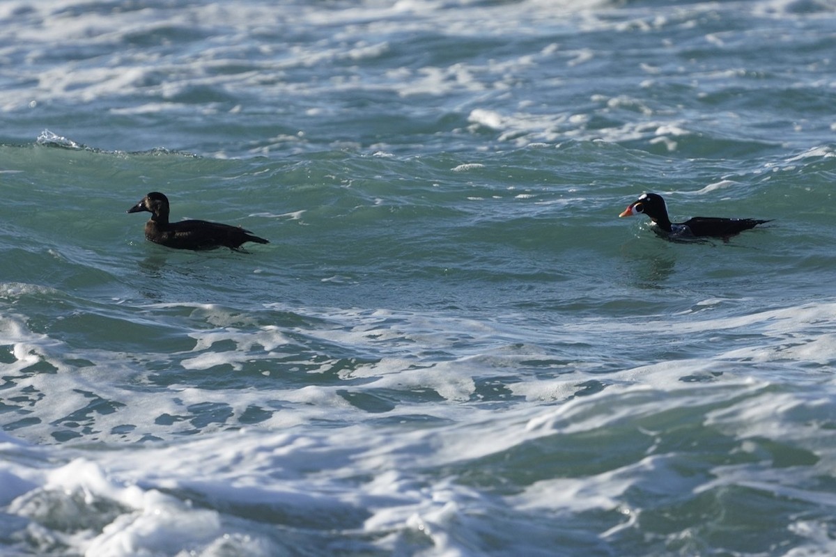 Surf Scoter - Cliff Halverson