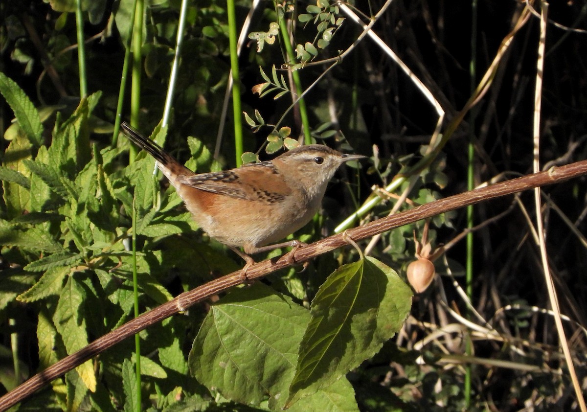 Marsh Wren - ML516526441