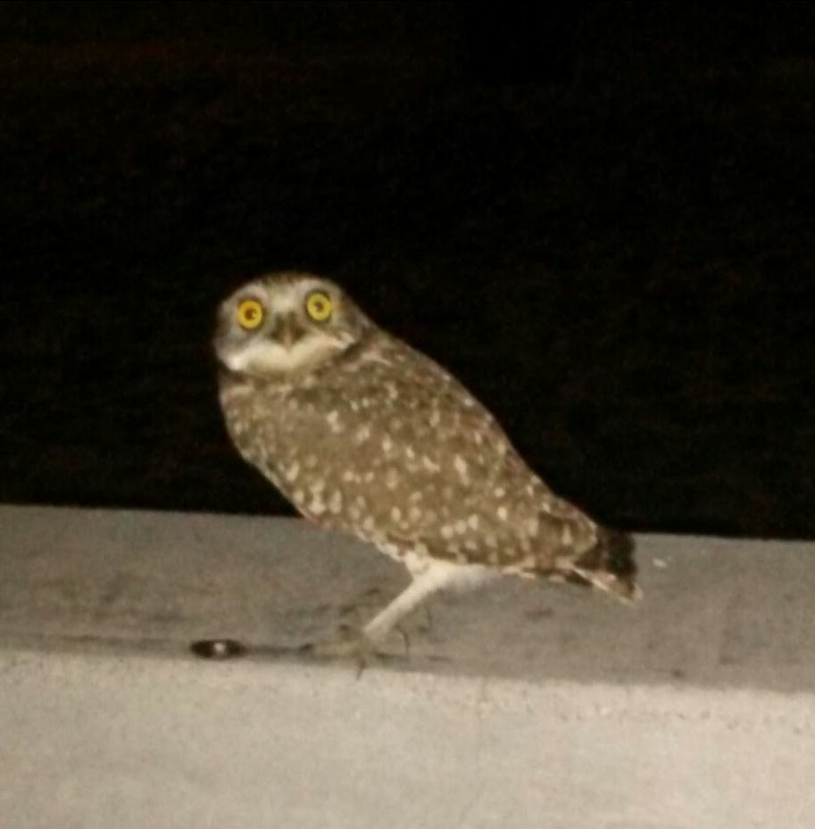 Burrowing Owl - ML516526581