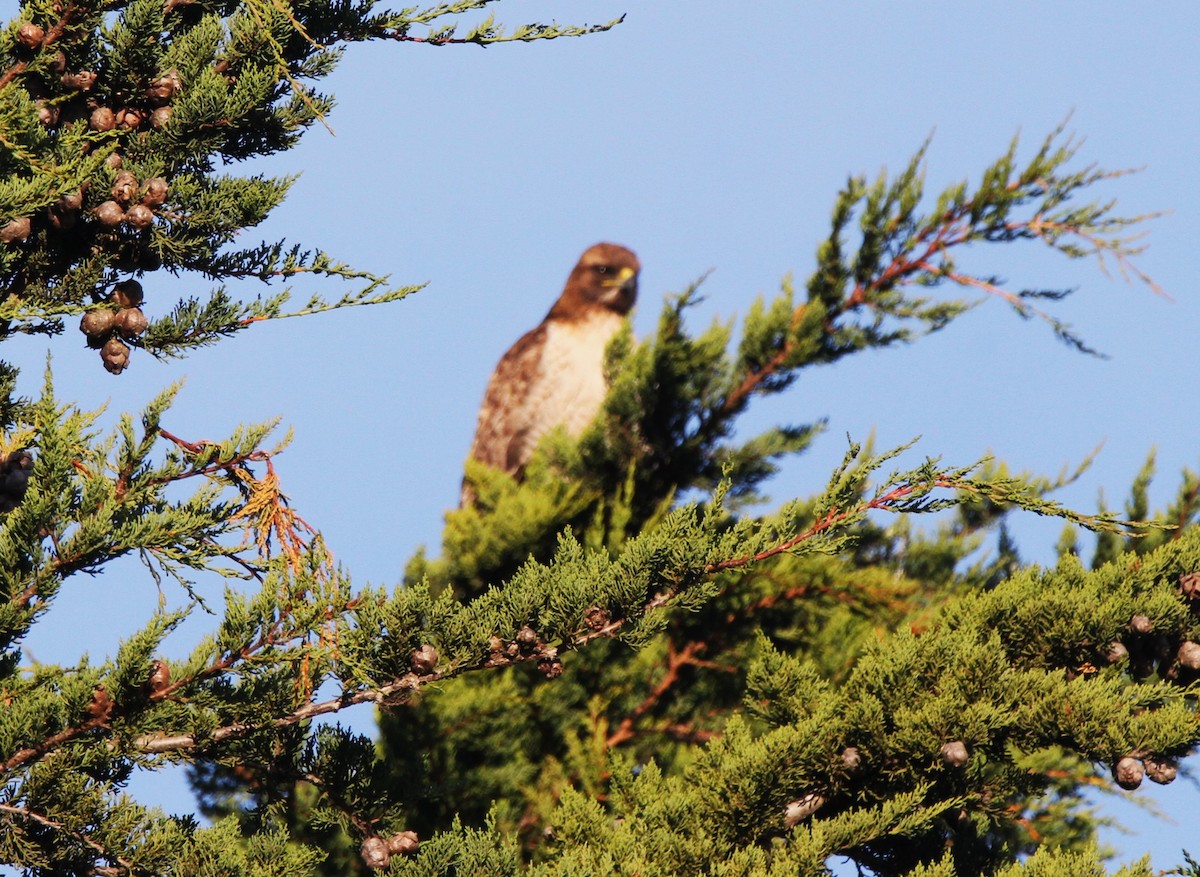 Red-tailed Hawk - ML516526671