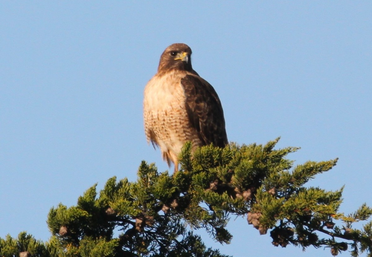 Red-tailed Hawk - ML516526781