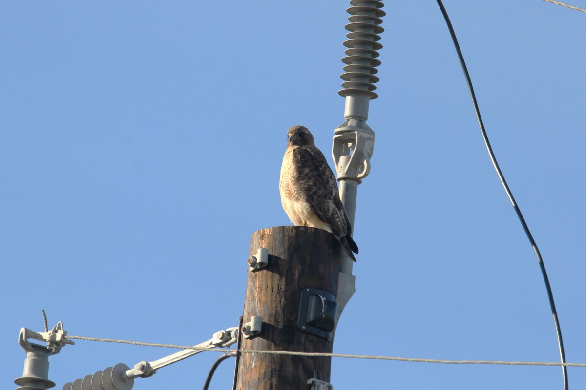 Red-tailed Hawk - ML516526831