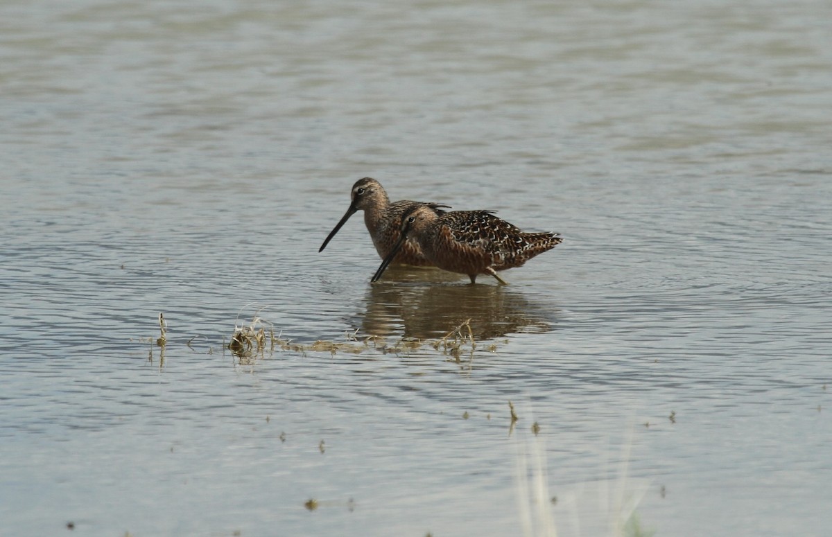 Long-billed Dowitcher - ML516527201