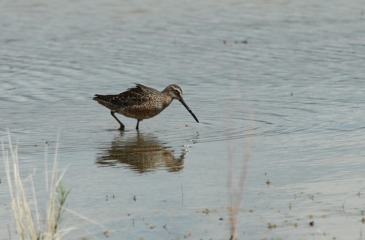 Long-billed Dowitcher - ML516527211
