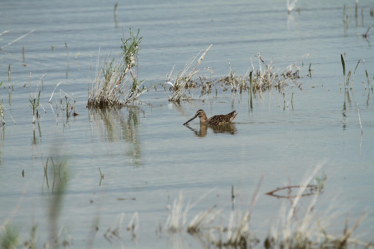 Long-billed Dowitcher - ML516527221