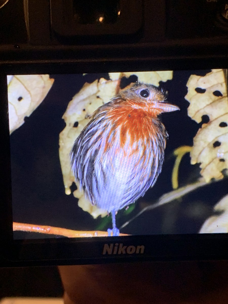 Ochre-striped Antpitta - ML516527761