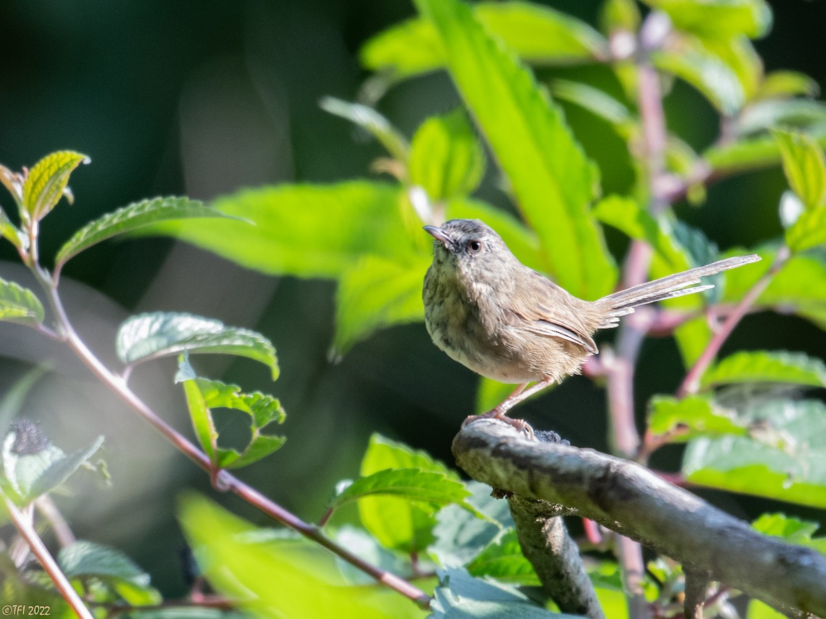 Black-throated Prinia - ML516528371