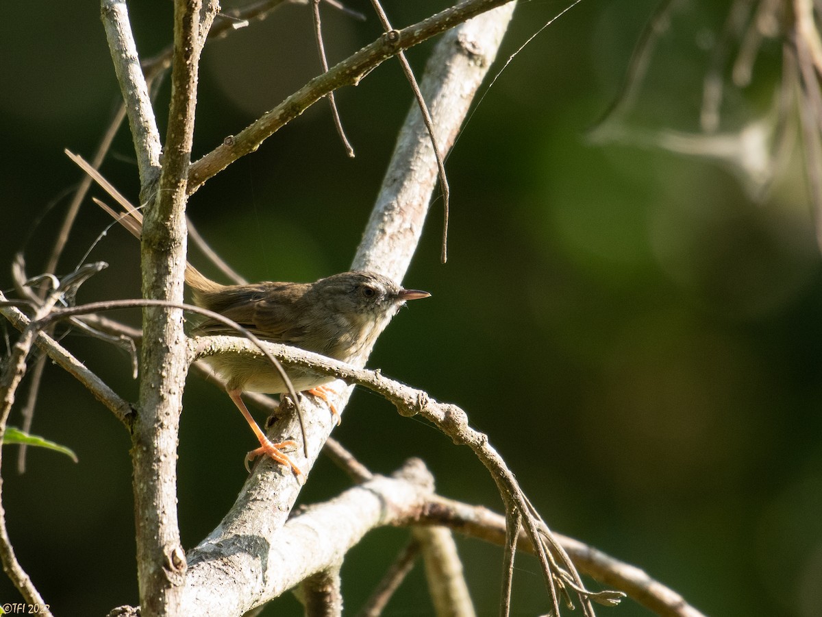 Black-throated Prinia - ML516528391